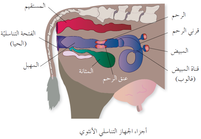 أجزاء الجهاز التناسلي الأنثوي للأبقار والأغنام 